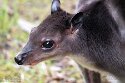 BPD01251235 hagenwallaby / Dorcopsis hageni