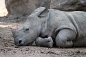BPD01251328 witte neushoorn / Ceratotherium simum