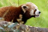 BPP01083870 rode panda / Ailurus fulgens