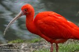 BPP01083874 rode ibis / Eudocimus ruber