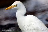 BPP01083875 koereiger / Bubulcus ibis