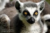 BPP01083910 ringstaartmaki / Lemur catta
