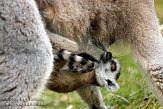 BPP01083926 ringstaartmaki / Lemur catta