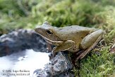 BPP0408B120 reuzenboomkikker / Litoria infrafrenata