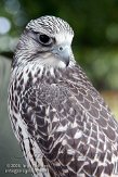 BPP0408B130 giervalk / Falco rusticolus