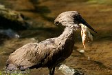 BPP01092381 hamerkop / Scopus umbretta