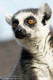 BPP01107744 ringstaartmaki / Lemur catta