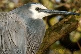 BDP0109B525 witwangreiger / Egretta novaehollandiae