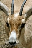 BDP01106483 duingazelle / Gazella leptoceros