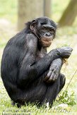 BDP01114717 bonobo / Pan paniscus