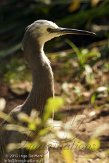 BDP01127432 witwangreiger / Egretta novaehollandiae