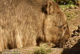 BDP01127450 wombat / Vombatus ursinus