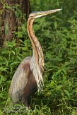 BDP01127457 purperreiger / Ardea purpurea