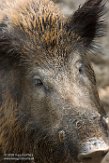 BWH01162233 everzwijn / Sus scrofa