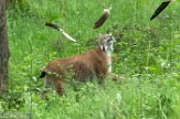 BWH01162309 Euraziatische lynx / Lynx lynx