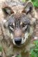 BWH01231734 Europese wolf / Canis lupus lupus