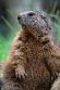 BWH01231763 alpenmarmot / Marmota marmota