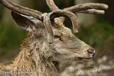 BLR01135313 edelhert / Cervus elaphus