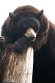 ABCZ1233044 Amerikaanse zwarte beer / Ursus americanus