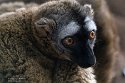 ABCZ1233064 roodvoorhoofdmaki / Eulemur rufifrons