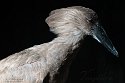 ABCZ1233080 hamerkop / Scopus umbretta