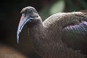 ABCZ1233086 hadada-ibis / Bostrychia hagedash