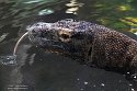 ABCZ1233118 komodovaraan / Varanus komodoensis