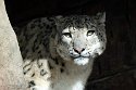 ABCZ1233124 sneeuwpanter /Panthera uncia