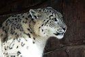 ABCZ1233129 sneeuwpanter /Panthera uncia