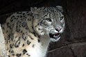 ABCZ1233135 sneeuwpanter /Panthera uncia