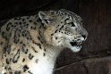 ABCZ1233136 sneeuwpanter /Panthera uncia