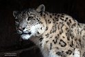 ABCZ1233150 sneeuwpanter /Panthera uncia