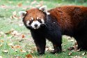 ABCZ1233160 rode panda / Ailurus fulgens styani