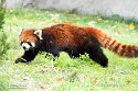 ABCZ1233175 rode panda / Ailurus fulgens styani