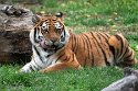 ABCZ1233184 Siberische tijger / Panthera tigris altaica