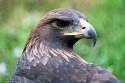 BCWP1232989 steenarend / Aquila chrysaetos