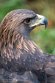 BCWP1232993 steenarend / Aquila chrysaetos