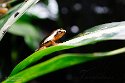 BCVA1232650 Hyperolius mitchelli (Mitchell's reed frog)