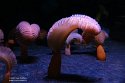 BCVA1232661 Ptilosarcus gurneyi (orange sea pen)