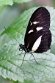 BCBG1232737 sneeuwvlek-passiebloemvlinder / Heliconius cydno