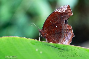 Victoria Butterfly Garden 2023