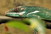 ONBK1156199 ridderanolis / Anolis equestris