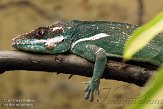 ONBK1156202 ridderanolis / Anolis equestris