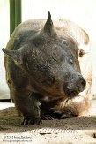 ONTZ1156249 zuidelijke breedneuswombat / Lasiorhinus latifrons