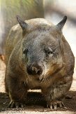 ONTZ1156274 zuidelijke breedneuswombat / Lasiorhinus latifrons