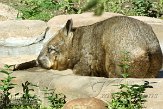 ONTZ1156280 zuidelijke breedneuswombat / Lasiorhinus latifrons