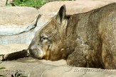 ONTZ1156282 zuidelijke breedneuswombat / Lasiorhinus latifrons