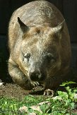 ONTZ1156302 zuidelijke breedneuswombat / Lasiorhinus latifrons