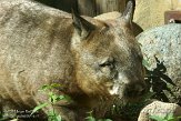 ONTZ1156310 zuidelijke breedneuswombat / Lasiorhinus latifrons