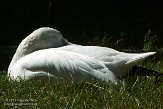 ONTZ1156358 sneeuwgans / Chen caerulescens